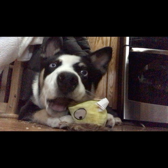 Meet your Posher, Hannah - Picture 1 of 1